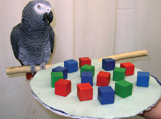 What parrots can teach us about human intelligence