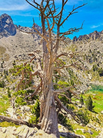 Ancient trees’ gnarled, twisted shapes provide irreplaceable habitats