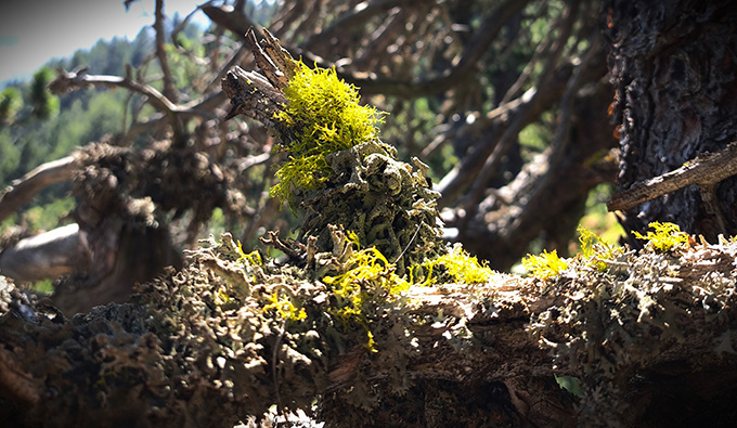 lichen on old mountain pine