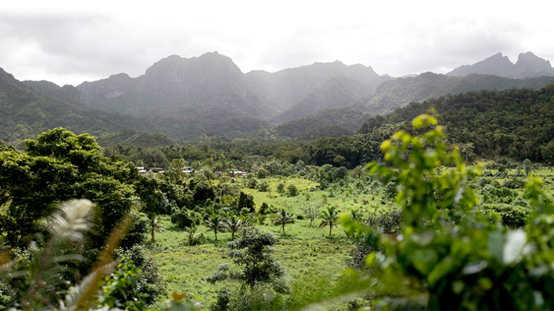 A tropical green forest against a mountain backdrop on Viti Levu Island in Fiji.